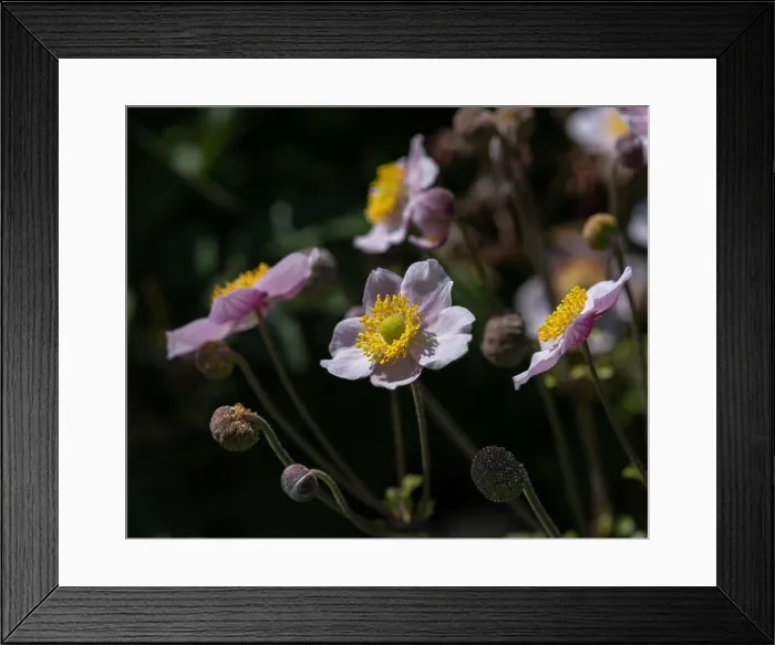 Framed Print : Color outdoor floral image of a blooming pink autumn anemone blossom with buds on a bright sunny summer day with Framed Print : Color outdoor floral image of a blooming pink autumn anemone blossom with buds on a bright sunny summer day with