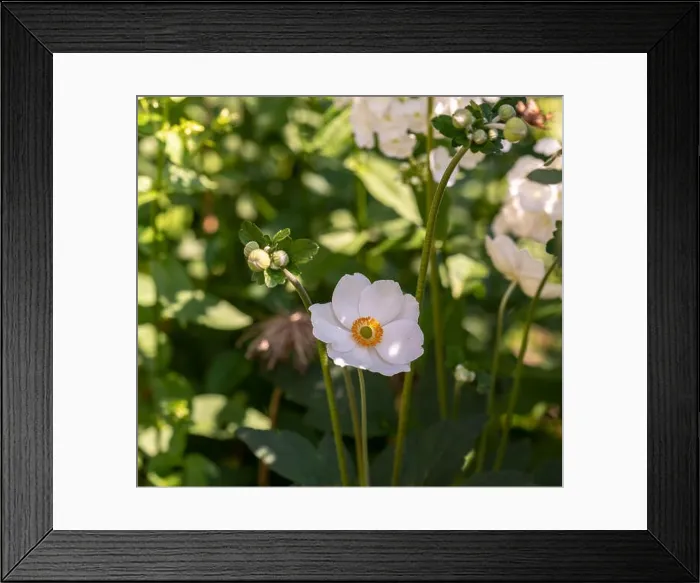 Framed Print : Color outdoor floral image of a blooming white autumn anemone blossom with buds taken on a bright sunny summer day with Framed Print : Color outdoor floral image of a blooming white autumn anemone blossom with buds taken on a bright sunny summer day with