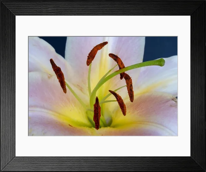 Framed Print : Fine art still life bright colorful floral macro of a the inner of a yellow pink lily blossom with detailed texture Framed Print : Fine art still life bright colorful floral macro of a the inner of a yellow pink lily blossom with detailed texture