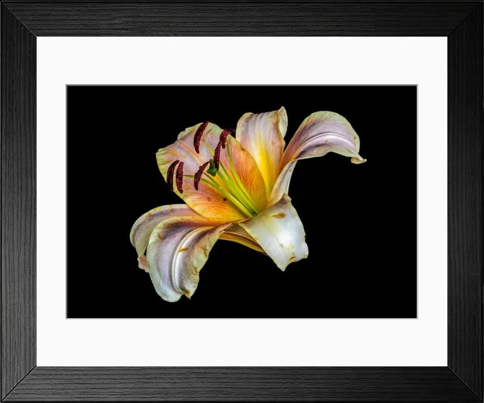 Framed Print : Fine art still life colorful floral macro of a single isolated yellow pink lily blossom Framed Print : Fine art still life colorful floral macro of a single isolated yellow pink lily blossom