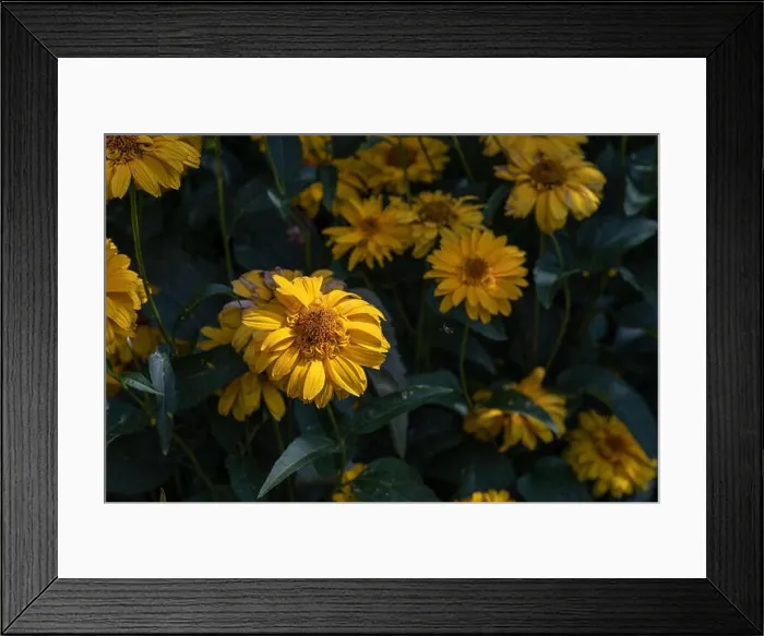 Framed Print : Colorful outdoor floral macro image of a yellow blooming false sunflower / heliopsis sunflower field on a sunny bright Framed Print : Colorful outdoor floral macro image of a yellow blooming false sunflower / heliopsis sunflower field on a sunny bright