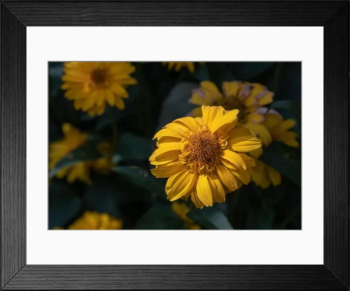 Framed Print : Colorful outdoor floral macro image of a yellow blooming false sunflower / heliopsis sunflowe Framed Print : Colorful outdoor floral macro image of a yellow blooming false sunflower / heliopsis sunflowe