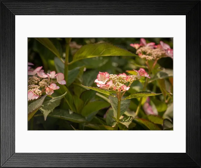 Framed Print : Color outdoor floral macro of a flowering pink white hydrangea blossom with petals and pedicels