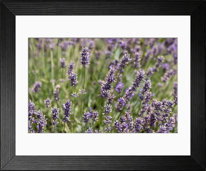 Framed Print : Colorful outdoor closeup floral nature image of blooming wild violet lavender on a green meadow on a hot sunny summer Framed Print : Colorful outdoor closeup floral nature image of blooming wild violet lavender on a green meadow on a hot sunny summer