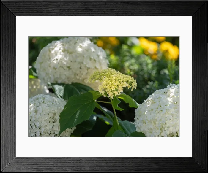 Framed Print : Color outdoor floral macro of an opening young white hydrangea blossom with large lush blossoms taken on a bright sunny Framed Print : Color outdoor floral macro of an opening young white hydrangea blossom with large lush blossoms taken on a bright sunny