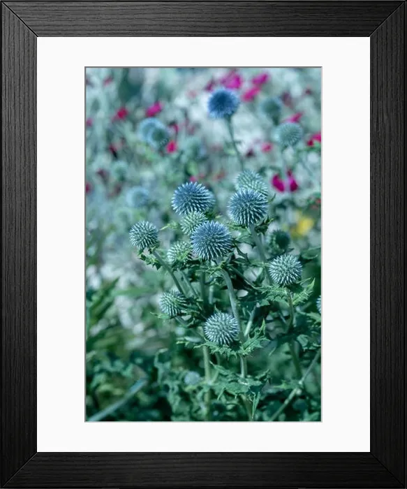 Framed Print : Colorful surrealistic floral outdoor close up of globe thistles with a field / meadow as natural blurred background Framed Print : Colorful surrealistic floral outdoor close up of globe thistles with a field / meadow as natural blurred background