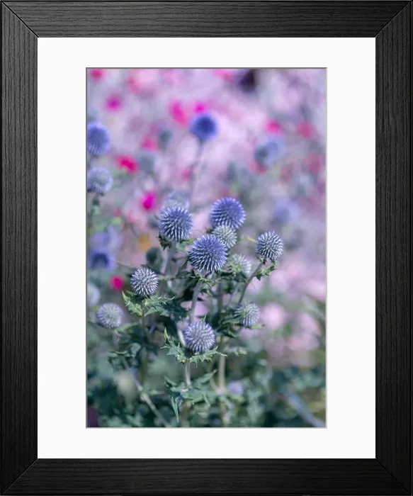 Framed Print : Colorful surrealistic floral outdoor close up of globe thistles with a field  /  meadow as natural blurred background