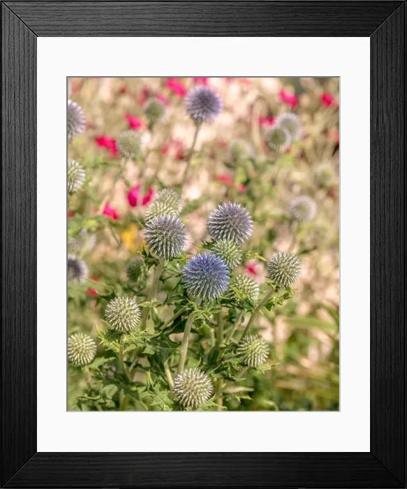 Framed Print : Colorful impressionistic floral outdoor close up of globe thistles with a field / meadow as natural blurred background Framed Print : Colorful impressionistic floral outdoor close up of globe thistles with a field / meadow as natural blurred background