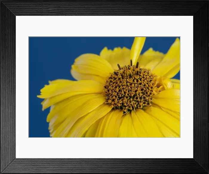 Framed Print : Fine art still life colorful floral macro of a single isolated yellow blooming wide open false / heliopsis blossom Framed Print : Fine art still life colorful floral macro of a single isolated yellow blooming wide open false / heliopsis blossom