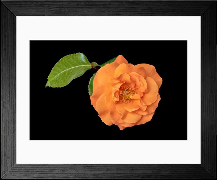 Framed Print : Color fine art still life floral macro flower image of a single isolated orange rose blossom with leaves on black Framed Print : Color fine art still life floral macro flower image of a single isolated orange rose blossom with leaves on black