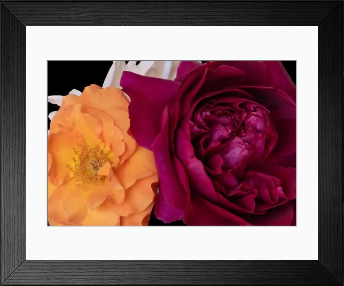 Framed Print : Floral color still life fine art macro flower image of a bouquet of three blooming red Framed Print : Floral color still life fine art macro flower image of a bouquet of three blooming red