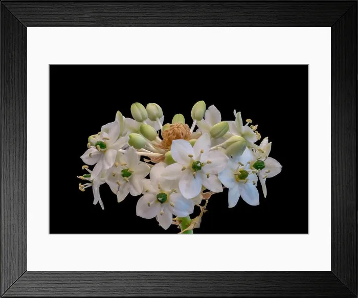 Framed Print : Fine art still life colorful floral macro of a white green cluster / circle of Star-of-Bethlehem / ornithogalum flower Framed Print : Fine art still life colorful floral macro of a white green cluster / circle of Star-of-Bethlehem / ornithogalum flower