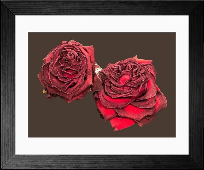 Framed Print : Fine art still life floral close up macro of a pair of aged lush purple dark red velvety rose blossoms with detailed