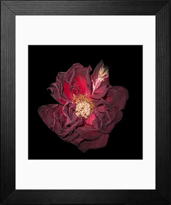 Framed Print : Fine art still life floral close up macro of an aged lush purple dark red velvety rose blossom with detailed texture Framed Print : Fine art still life floral close up macro of an aged lush purple dark red velvety rose blossom with detailed texture