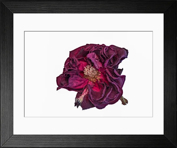 Framed Print : Fine art still life floral close up macro of an aged lush purple dark red velvety rose blossom with detailed texture Framed Print : Fine art still life floral close up macro of an aged lush purple dark red velvety rose blossom with detailed texture