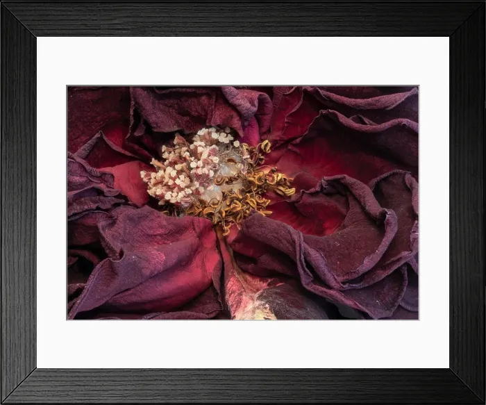 Framed Print : Fine art still life floral close up macro of the inner of an aged lush purple dark red velvety rose blossom with Framed Print : Fine art still life floral close up macro of the inner of an aged lush purple dark red velvety rose blossom with