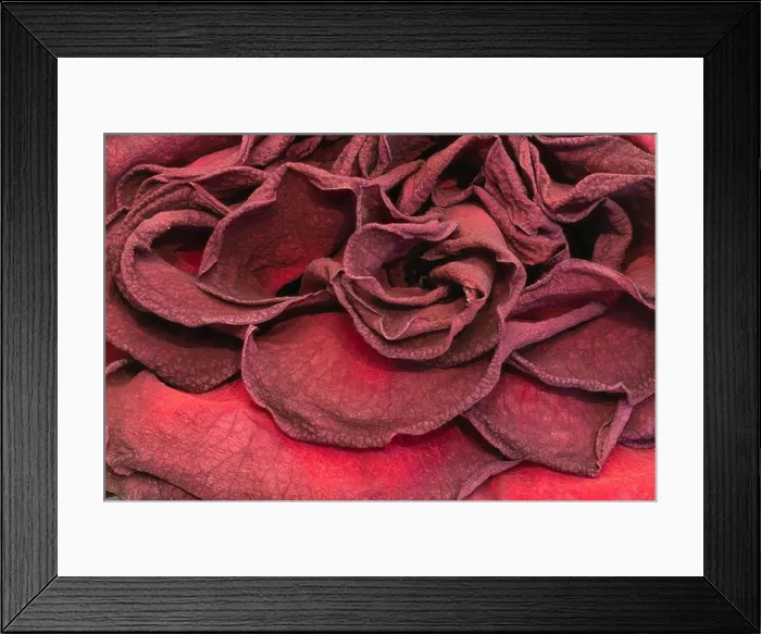 Framed Print : Fine art still life floral close up macro of petals of an aged lush purple dark red velvety rose blossom with detailed Framed Print : Fine art still life floral close up macro of petals of an aged lush purple dark red velvety rose blossom with detailed