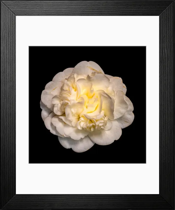 Framed Print : Fine art still life floral color blossom macro portrait of a single isolated yellow white fully opened blooming Framed Print : Fine art still life floral color blossom macro portrait of a single isolated yellow white fully opened blooming