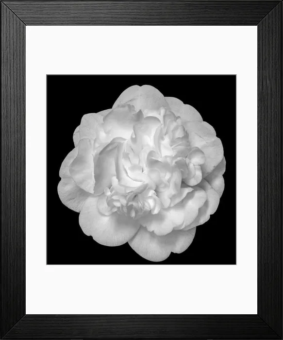 Framed Print : Fine art still life floral bright monochrome blossom macro portrait of a single isolated white fully opened blooming Framed Print : Fine art still life floral bright monochrome blossom macro portrait of a single isolated white fully opened blooming