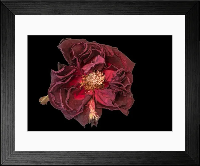 Framed Print : Fine art still life floral close up macro of an aged lush purple dark red velvety rose blossom with detailed texture Framed Print : Fine art still life floral close up macro of an aged lush purple dark red velvety rose blossom with detailed texture