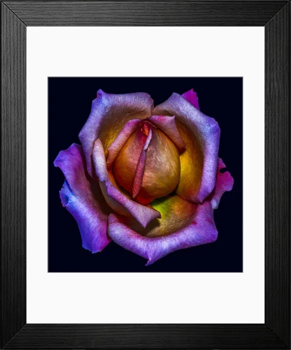 Framed Print : Dark colorful fine art still life bright floral macro flower image of a single isolated pink yellow violet orange rose