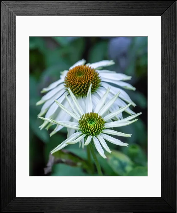 Framed Print : Natural outdoor floral macro of a pair of wide open white yellow green coneflower / echinacea blossom on natural colorful Framed Print : Natural outdoor floral macro of a pair of wide open white yellow green coneflower / echinacea blossom on natural colorful