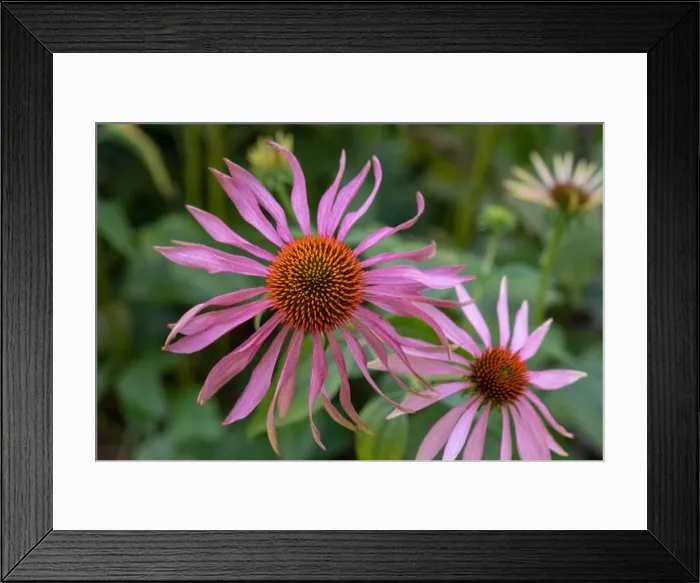 Framed Print : Fine art still life outdoor floral macro of a wide open single isolated pink orange coneflower / echinacea blossom Framed Print : Fine art still life outdoor floral macro of a wide open single isolated pink orange coneflower / echinacea blossom