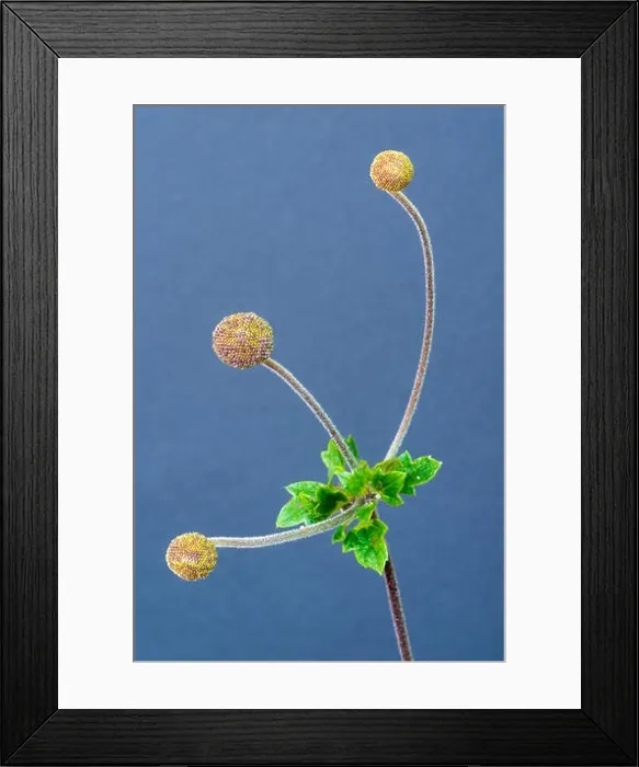 Framed Print : Color fine art still life floral macro flower image of a single isolated autumn anemone stem with three buds and leaves Framed Print : Color fine art still life floral macro flower image of a single isolated autumn anemone stem with three buds and leaves