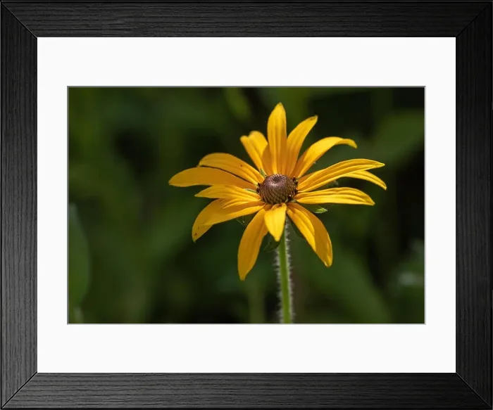 Framed Print : Colorrful outdoor floral macro image of a single isolated blooming yellow / perennial coneflowers on a sunny bright Framed Print : Colorrful outdoor floral macro image of a single isolated blooming yellow / perennial coneflowers on a sunny bright