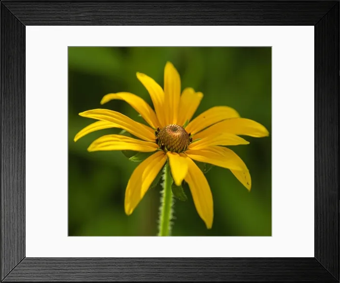 Framed Print : Colorrful outdoor floral macro image of a single isolated blooming yellow / perennial coneflowers on a sunny bright Framed Print : Colorrful outdoor floral macro image of a single isolated blooming yellow / perennial coneflowers on a sunny bright