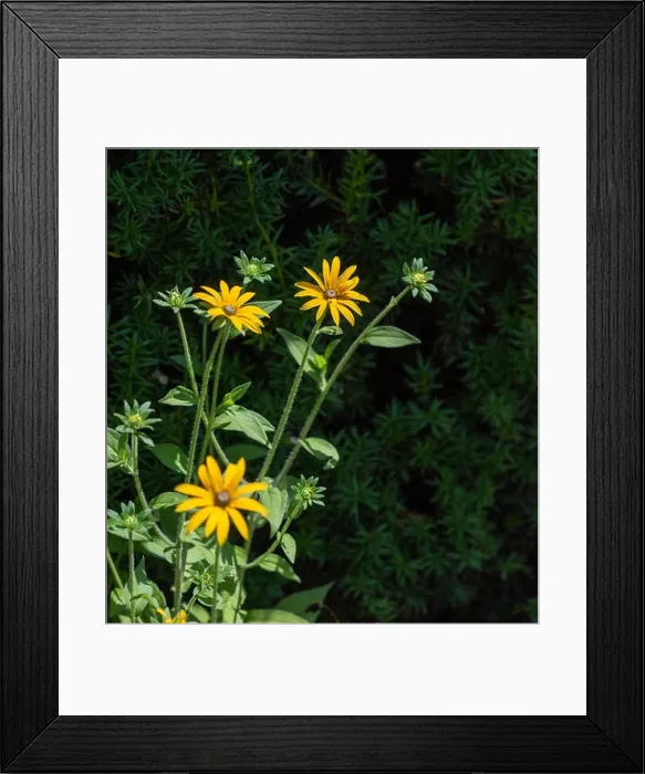 Framed Print : Colorrful outdoor floral macro image of a blooming yellow / perennial coneflower bush on a sunny bright summer day Framed Print : Colorrful outdoor floral macro image of a blooming yellow / perennial coneflower bush on a sunny bright summer day