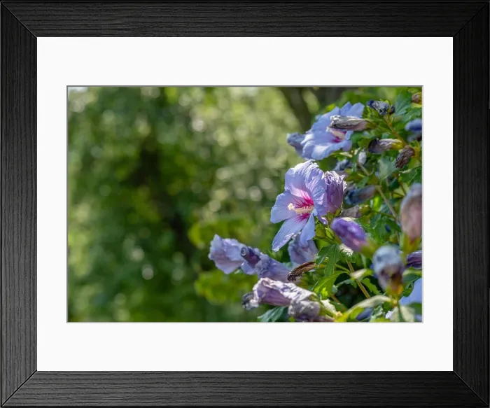 Framed Print : Color outdoor natural floral close up image of a single blue violet purple hibiscus blossom on a shrub with bright Framed Print : Color outdoor natural floral close up image of a single blue violet purple hibiscus blossom on a shrub with bright