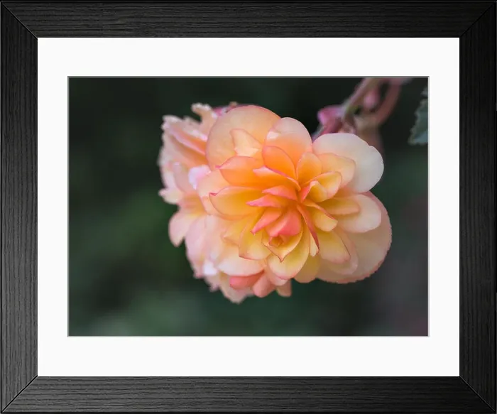 Framed Print : Bright outdoor floral macro of an orange pink tuberous begonia blossom with shallow depth of field Framed Print : Bright outdoor floral macro of an orange pink tuberous begonia blossom with shallow depth of field
