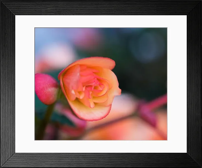 Framed Print : Bright outdoor floral macro of an orange pink tuberous begonia blossom with shallow depth of field Framed Print : Bright outdoor floral macro of an orange pink tuberous begonia blossom with shallow depth of field