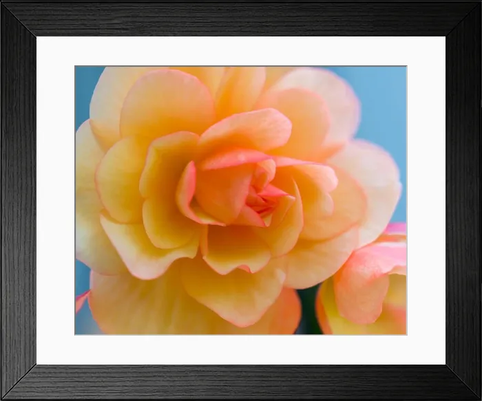 Framed Print : Bright outdoor floral macro of an orange pink tuberous begonia blossom with shallow depth of field Framed Print : Bright outdoor floral macro of an orange pink tuberous begonia blossom with shallow depth of field
