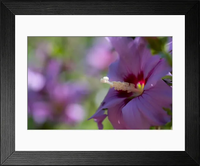 Framed Print : Bright outdoor impressionistic floral close up image of a single pink purple hibiscus blossom Framed Print : Bright outdoor impressionistic floral close up image of a single pink purple hibiscus blossom