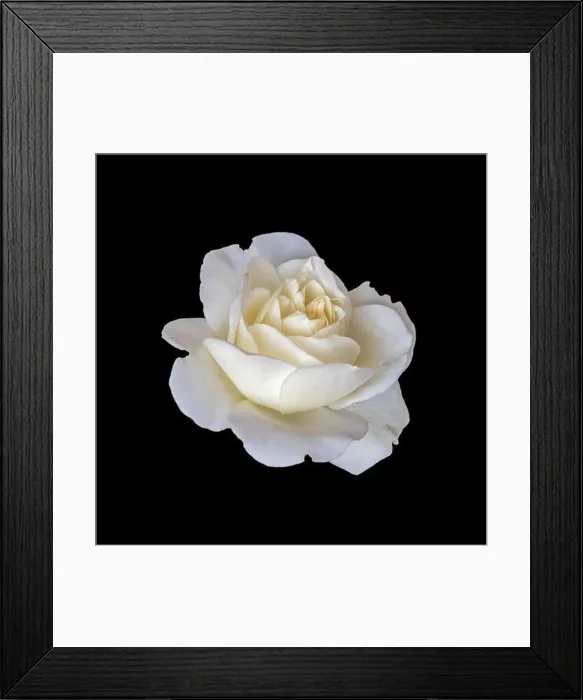 Framed Print : Bright monochrome fine art still life floral macro flower image of a single isolated white rose blossom Framed Print : Bright monochrome fine art still life floral macro flower image of a single isolated white rose blossom