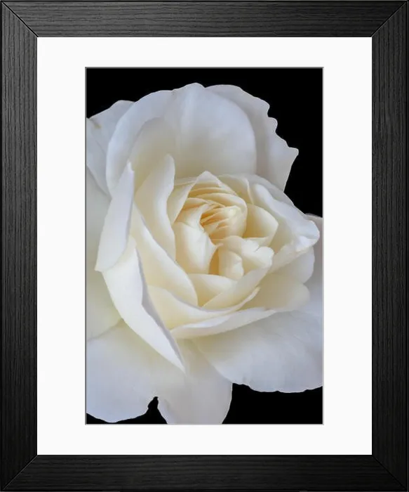 Framed Print : Bright color fine art still life floral macro flower image of a single isolated white rose blossom on black background Framed Print : Bright color fine art still life floral macro flower image of a single isolated white rose blossom on black background
