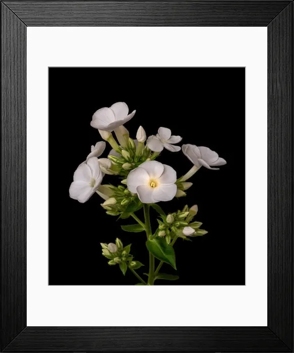 Framed Print : Fine art still life detailed floral macro photography of a single isolated stem of withe phlox with blossoms Framed Print : Fine art still life detailed floral macro photography of a single isolated stem of withe phlox with blossoms