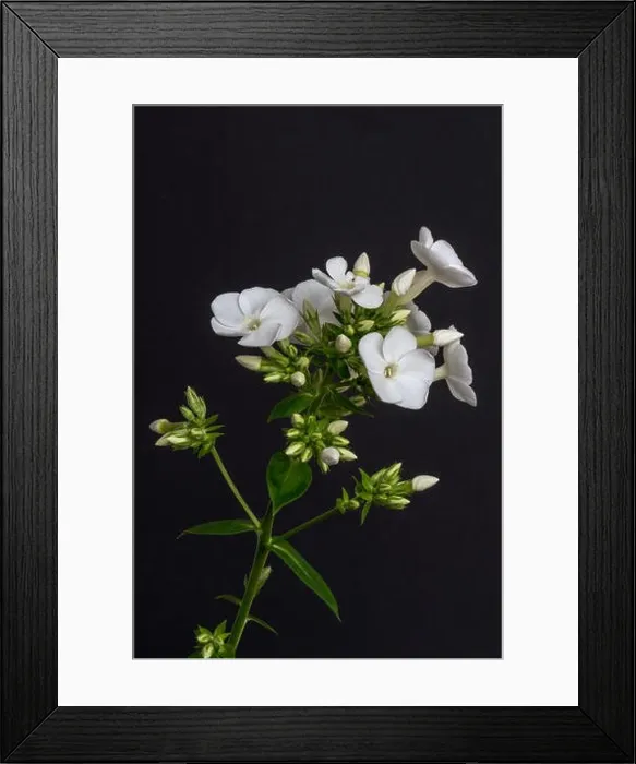 Framed Print : Fine art still life detailed floral macro photography of a single isolated stem of withe phlox with blossoms Framed Print : Fine art still life detailed floral macro photography of a single isolated stem of withe phlox with blossoms
