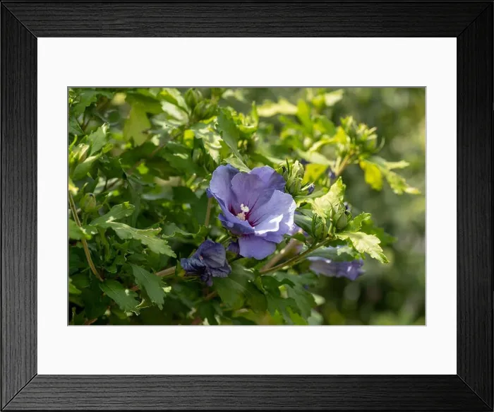 Framed Print : Color outdoor natural floral close up image of a single violet purple hibiscus blossom on a green bush with buds taken Framed Print : Color outdoor natural floral close up image of a single violet purple hibiscus blossom on a green bush with buds taken