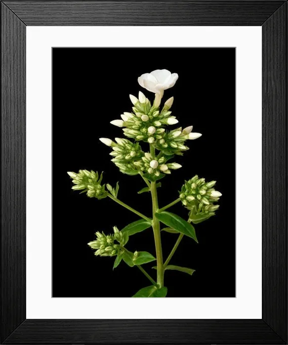 Framed Print : Fine art still life detailed floral macro portrait of a single isolated stem of withe phlox with blossoms Framed Print : Fine art still life detailed floral macro portrait of a single isolated stem of withe phlox with blossoms