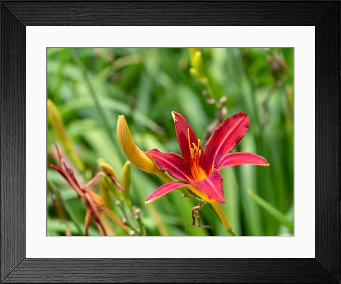 Framed Print : Colorful outdoor nature macro image of a blooming red daylily blossom with a beetle on its petals with natural green Framed Print : Colorful outdoor nature macro image of a blooming red daylily blossom with a beetle on its petals with natural green