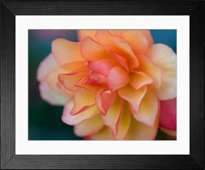 Framed Print : Bright outdoor floral macro of an orange pink tuberous begonia blossom with shallow depth of field Framed Print : Bright outdoor floral macro of an orange pink tuberous begonia blossom with shallow depth of field