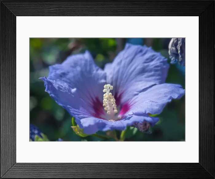 Framed Print : Color outdoor natural floral close up image of a single blue purple hibiscus blossom on a green bush taken on a sunny Framed Print : Color outdoor natural floral close up image of a single blue purple hibiscus blossom on a green bush taken on a sunny