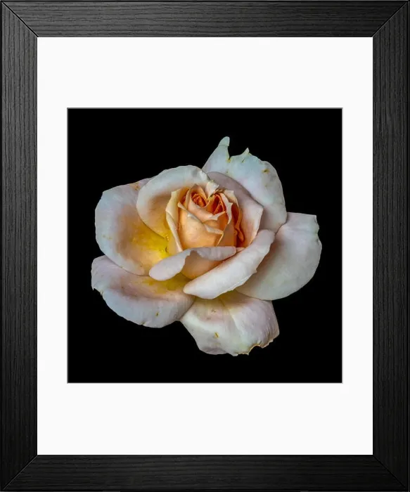 Framed Print : Colorful fine art still life floral macro flower image of a single isolated orange white pink rose blossom with rain Framed Print : Colorful fine art still life floral macro flower image of a single isolated orange white pink rose blossom with rain