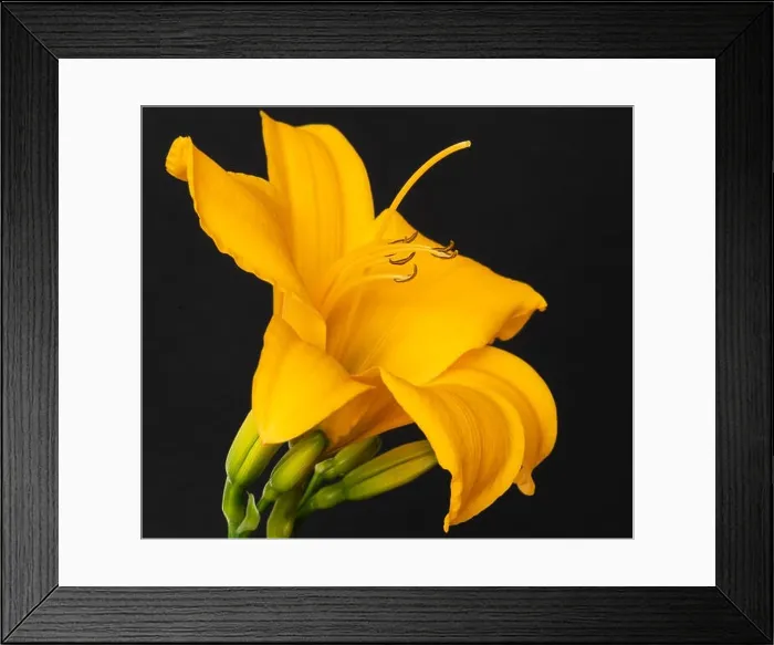 Framed Print : Fine art still life color macro image of a single isolated wide open orange yellow daylily blossom with stem Framed Print : Fine art still life color macro image of a single isolated wide open orange yellow daylily blossom with stem