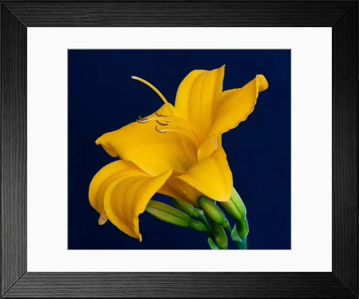 Framed Print : Fine art still life color macro image of a single isolated wide open yellow daylily blossom with stem Framed Print : Fine art still life color macro image of a single isolated wide open yellow daylily blossom with stem