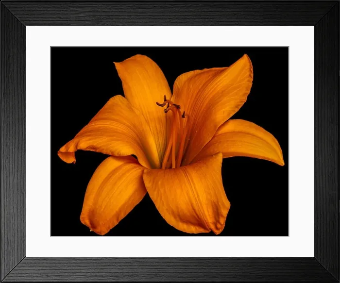 Framed Print : Fine art still life color macro image of a single isolated wide open golden Framed Print : Fine art still life color macro image of a single isolated wide open golden