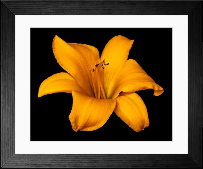 Framed Print : Fine art still life color macro image of a single isolated wide open dark yellow daylily blossom on black background